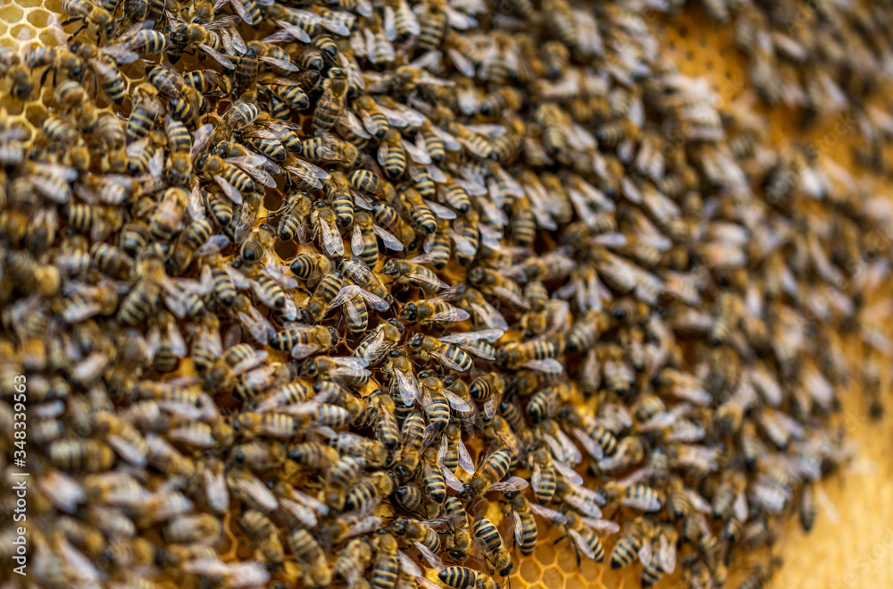 Bees on honeycomb. Bees on honeycomb.
