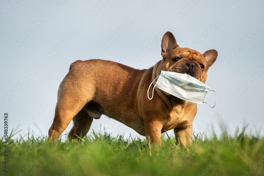 dog French bulldog runs in the park with a mask of teeth after a pandemic