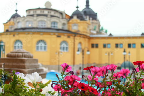 Flowers petunia on the background of Szechenyi Baths. Budapest thermal bath. Hungary.