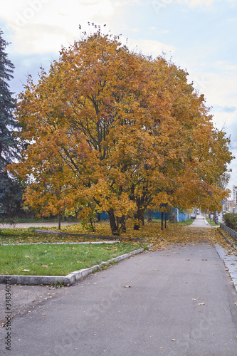 Golden autumn in a city park.