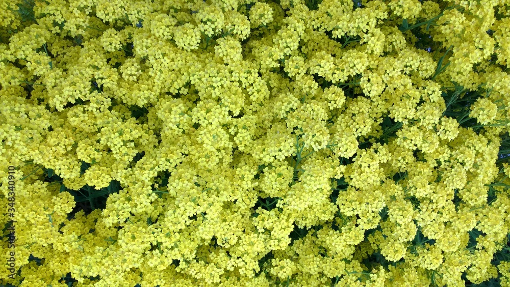 dywan żółtych kwiatów