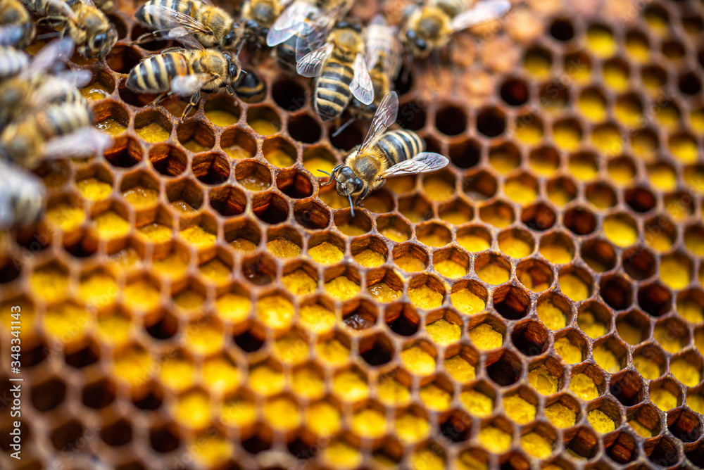 Bees on honeycomb. Bees on honeycomb.