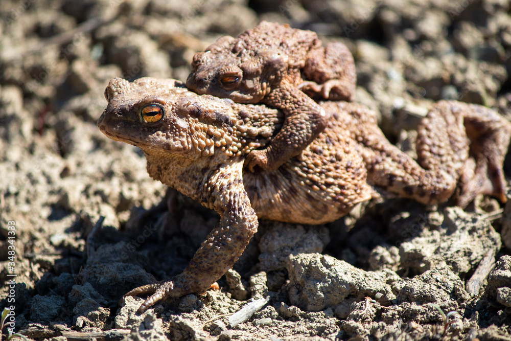 Obraz premium Frog carries on his back young frogs