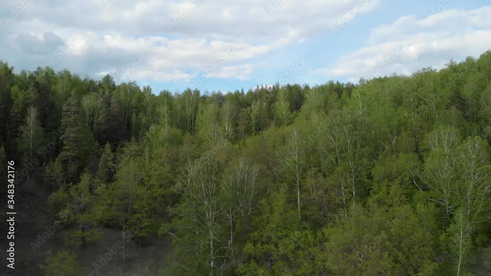 Amazing green forest landscape in the afternoon Amazing green forest landscape in the afternoon