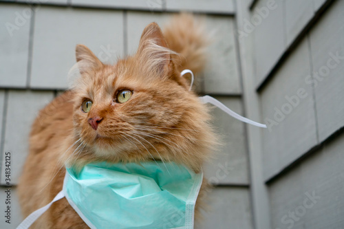 Fotografie An orange tabby cat wearing a green mask