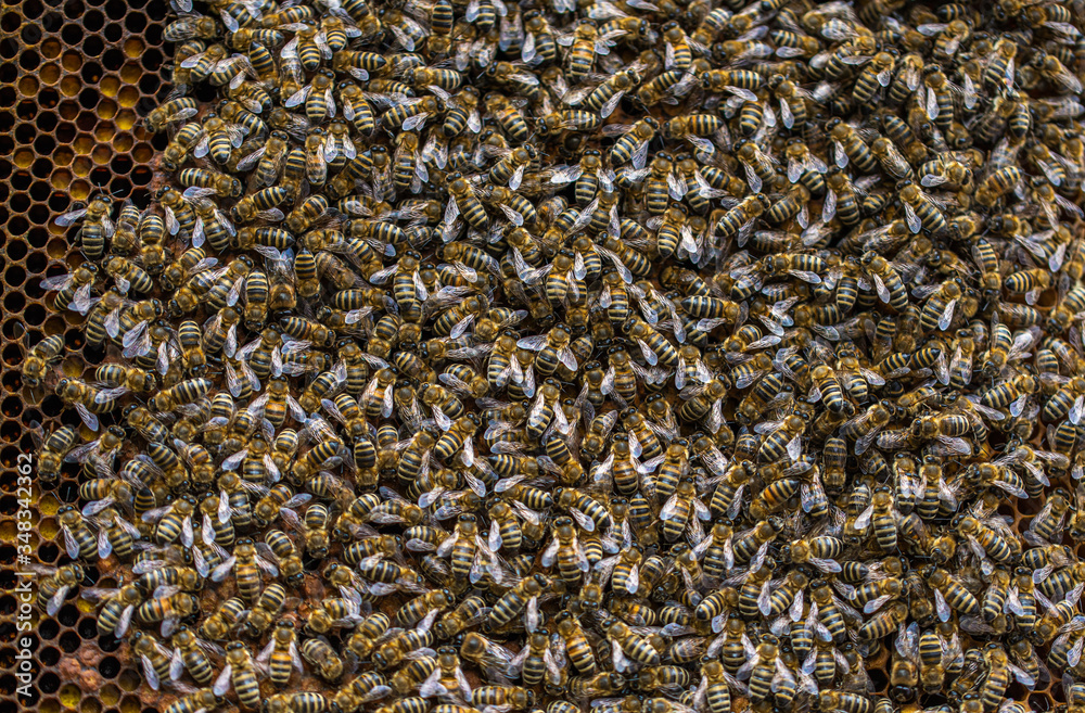Bees on honeycomb. Bees on honeycomb.