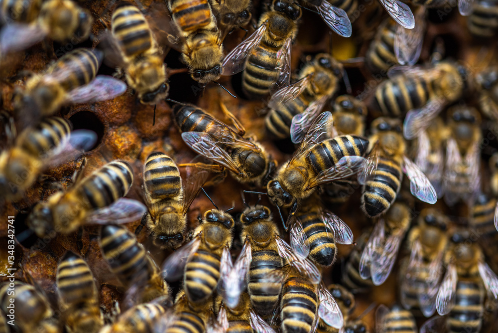Bees on honeycomb. Bees on honeycomb.