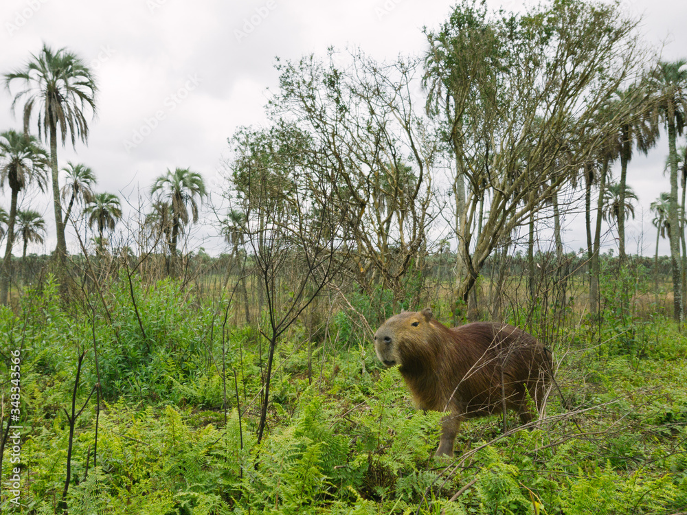 view of giant rodent at palms national park view of giant rodent at palms national park
