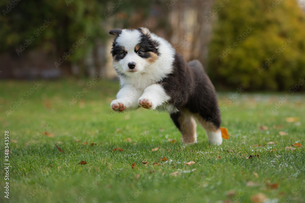 Puppy australian shepherd plays. Pet plays . dog in the yard on the grass Puppy australian shepherd plays. Pet plays . dog in the yard on the grass