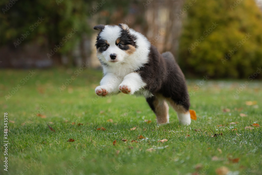 Puppy australian shepherd plays. Pet plays . dog in the yard on the grass