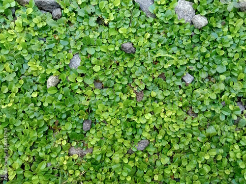 green moss on the wall