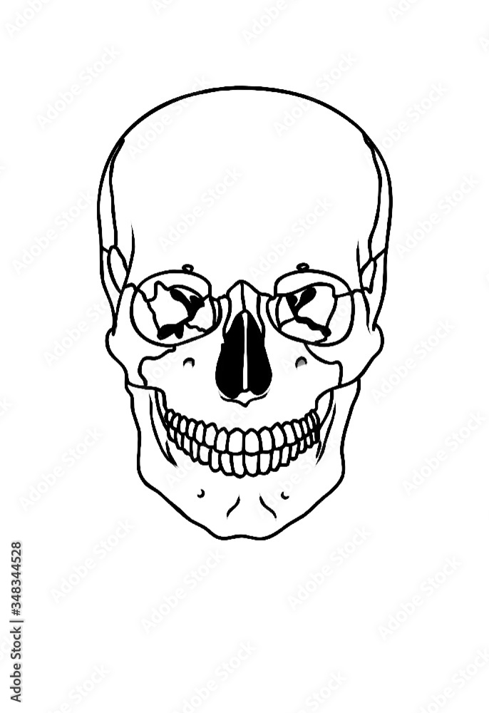 Medical human anatomy skull / head bone illustration vector image black and white background black outline