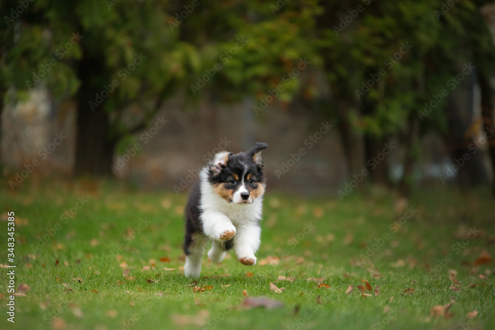 Puppy australian shepherd plays. Pet plays . dog in the yard on the grass