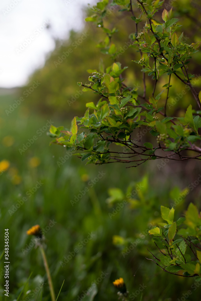 Obraz premium Spring landscape