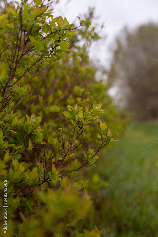 Fototapeta premium green bush with young spring leaves