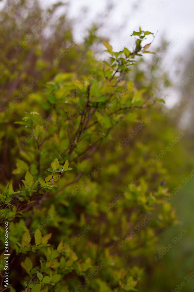 Fototapeta premium Spring bush with young spring leaves