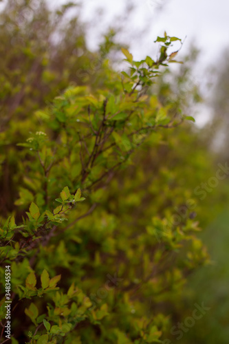 Spring bush with young spring leaves