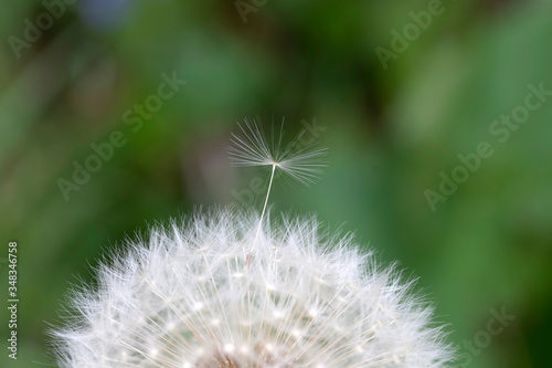 Detail of the Dandelion in Nature
