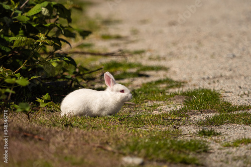 portrait of one cute white bunny sitting in front of green bushes on the road side  on a sunny day