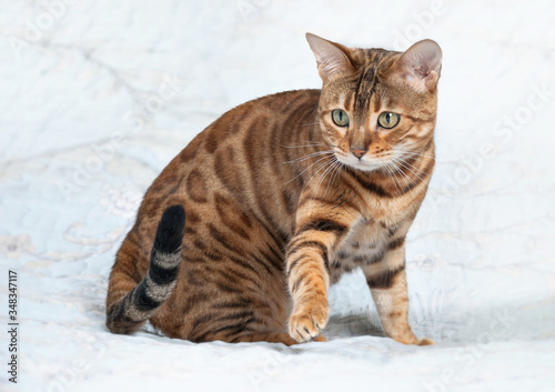 А beautiful golden-colored bengal cat on a white background