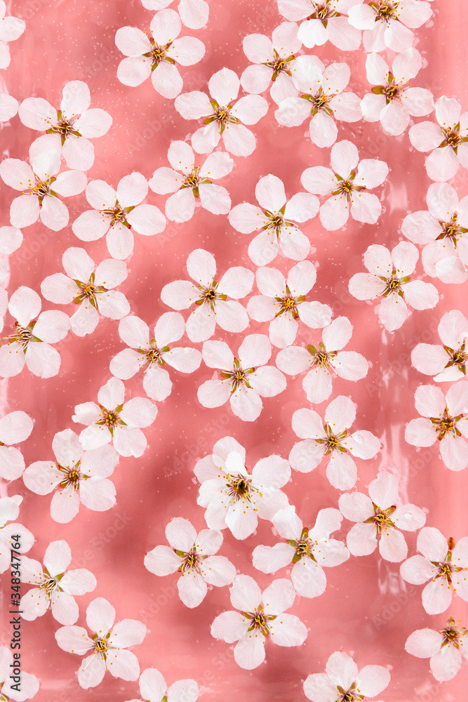 Flat lay of floating wild cherry white flowers on the surface of water, pastel pink background. Spring time and blossom. 
