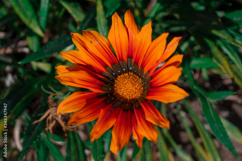 flower of calendula flower of calendula