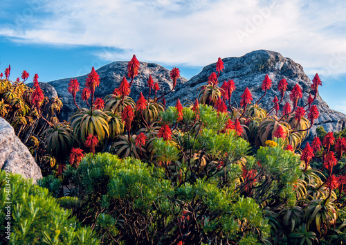 Cape town and table Mountain panorama