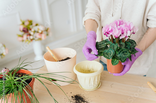 girl in a bright room, in casual clothes transplant indoor plants. Woman's hands transplanting plant a into a new pot. Home gardening. home plants.