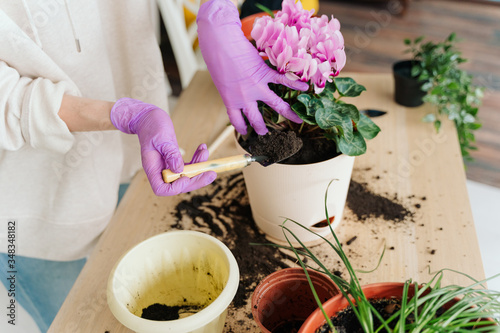 girl in a bright room, in casual clothes transplant indoor plants. Woman's hands transplanting plant a into a new pot. Home gardening. home plants.