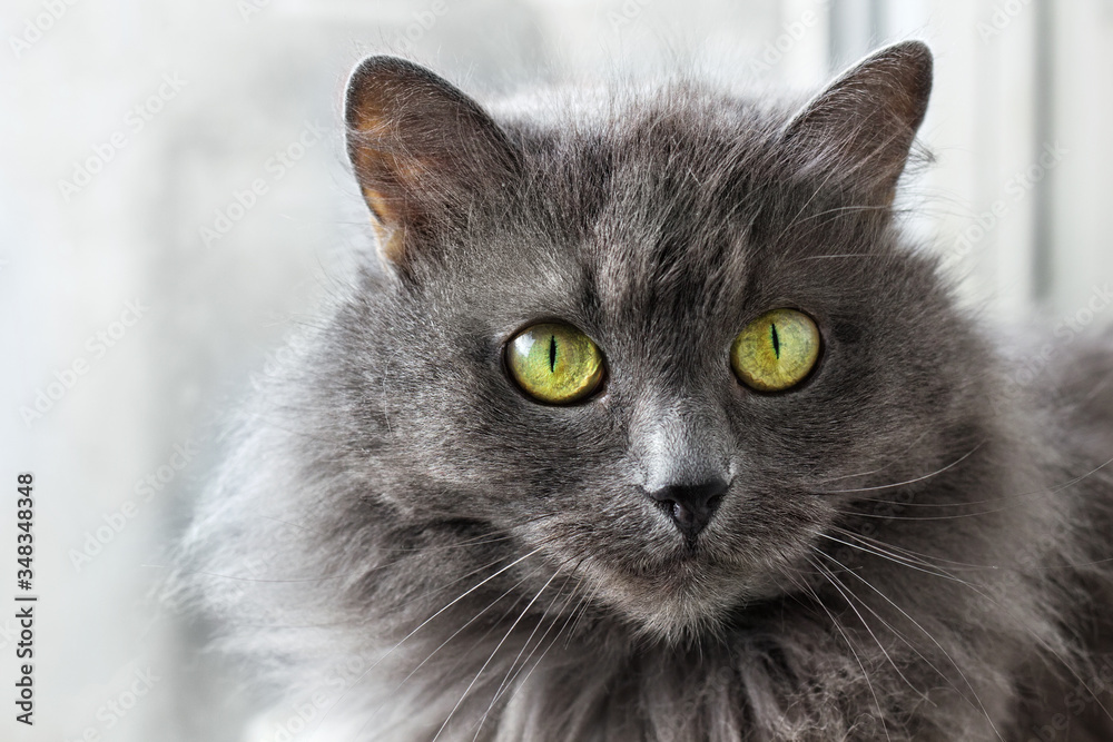 Close up portrait of beautiful gray Nebelung cat.