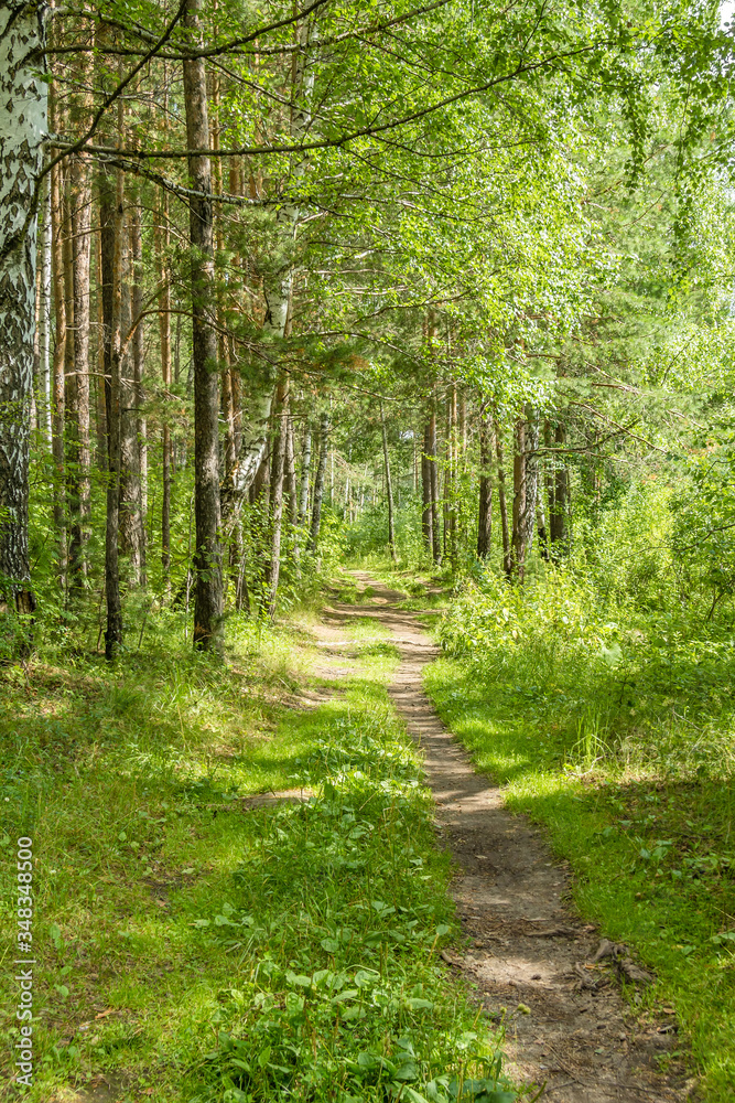 Landscape with a sunny path in the forest Landscape with a sunny path in the forest