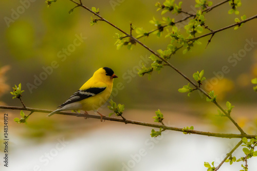 American Goldfinch on a branch © Jerzy