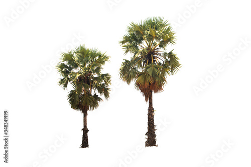 Group of sugar palm or toddy palm on isolated, an evergreen leaves plant di cut on white background with clipping path. © topten22photo