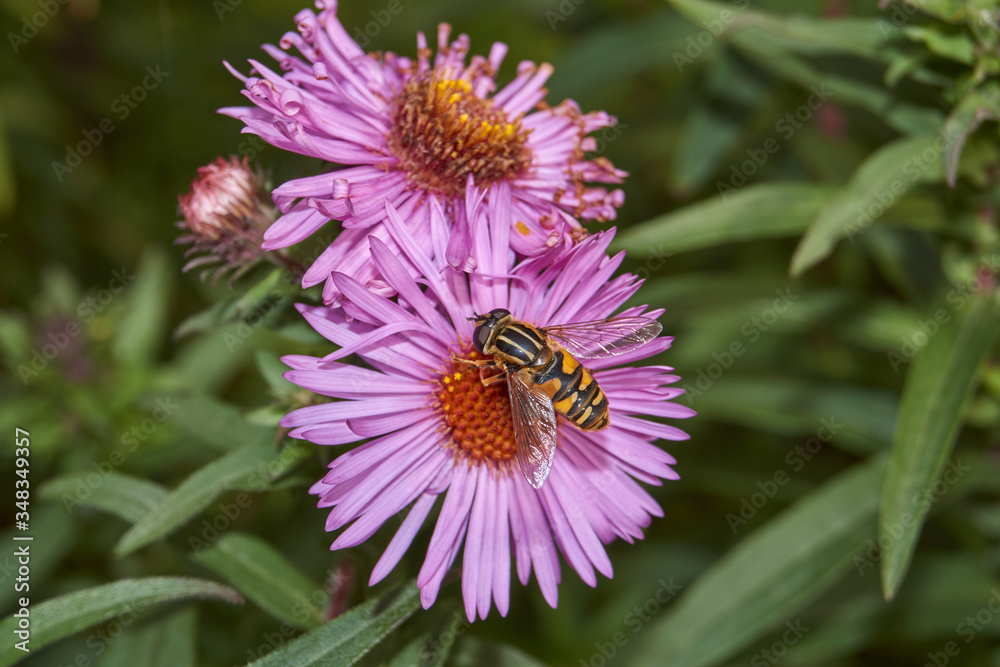 Fall. A fly collects the last nectar and pollen from perennial aster flowers. Fall. A fly collects the last nectar and pollen from perennial aster flowers.
