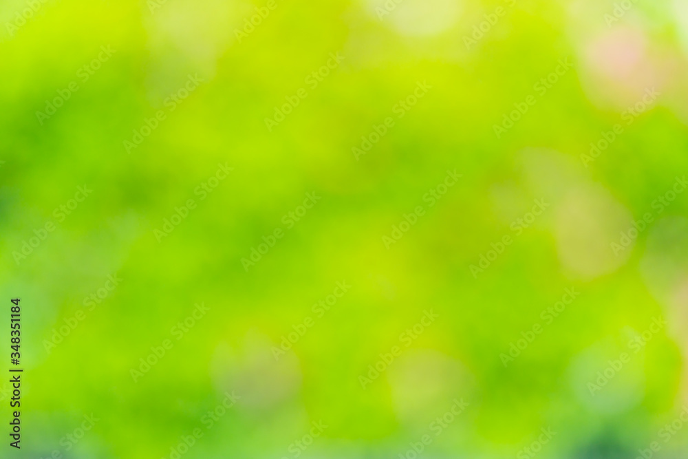 Fototapeta premium 緑ぼかしの背景