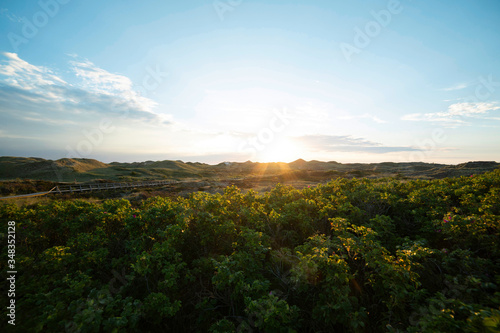 Sunrise over dense green bush on coastal dunes