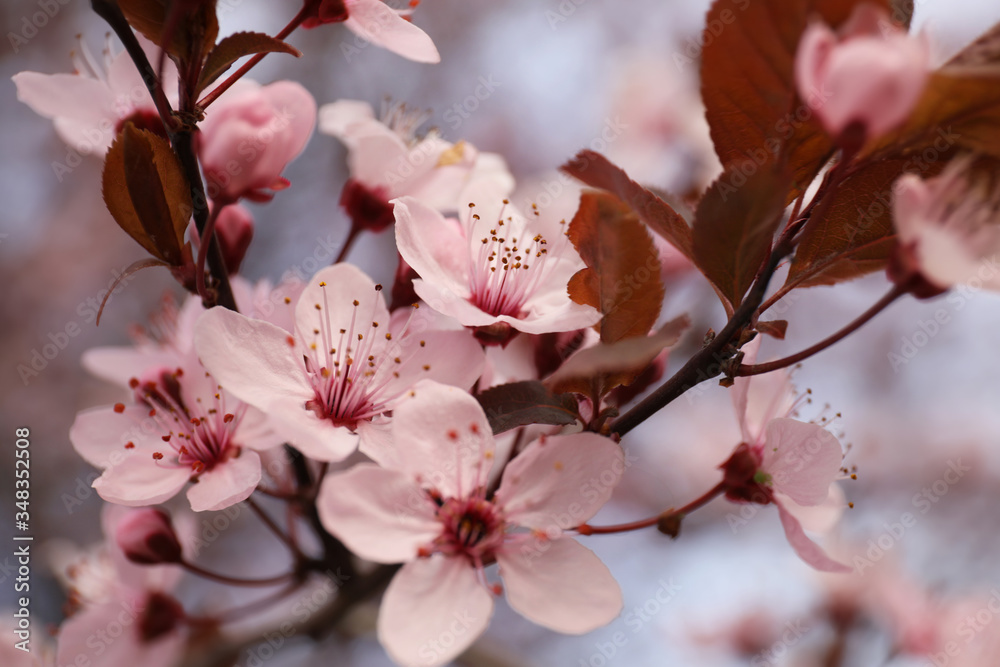 Closeup view of blossoming tree outdoors on spring day Closeup view of blossoming tree outdoors on spring day