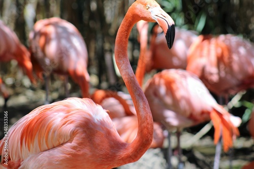 Flamingo in a crowd