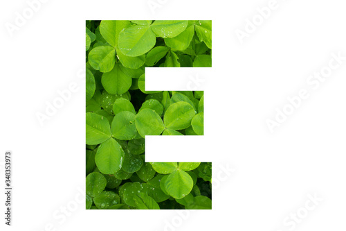 Green Clover Poppins Capital E on White Background