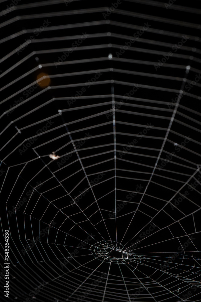Photograph of Spider web pattern with black background