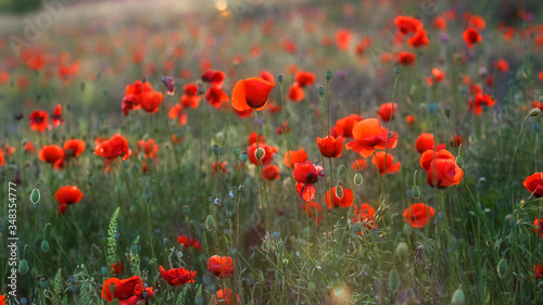 Beautiful field of red poppies in the sunset light. Selective and soft focus. Poppies close-up on a blurry background with a copy of the space