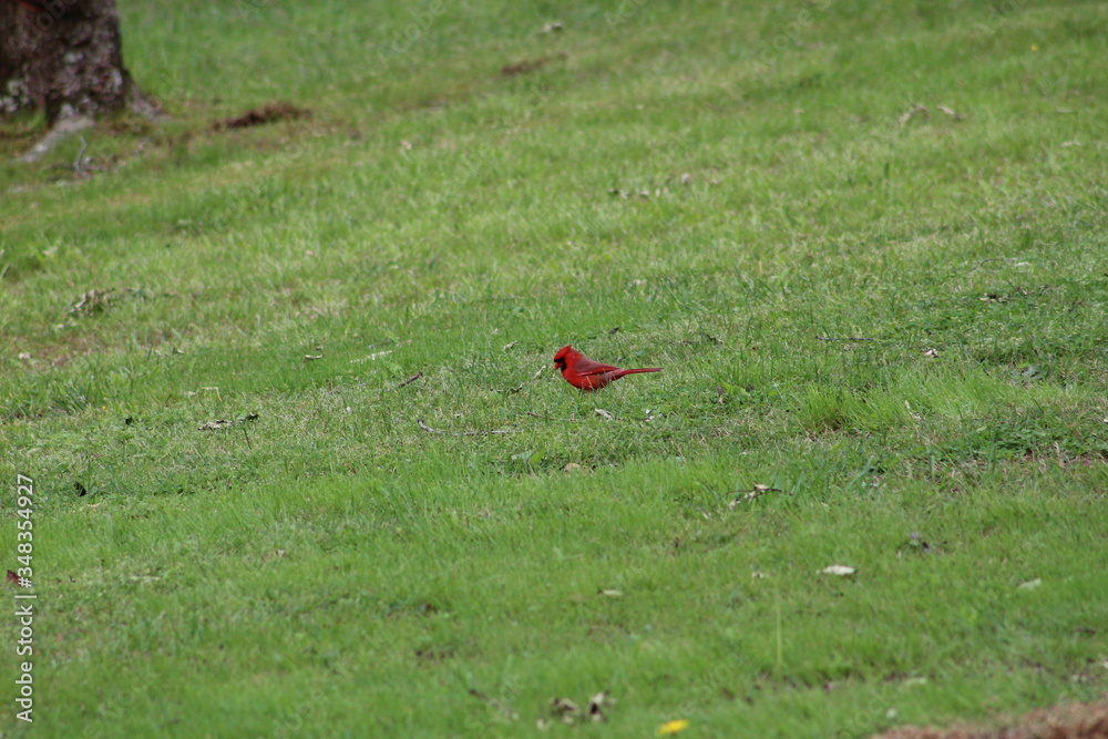 Fototapeta premium Male Cardinal