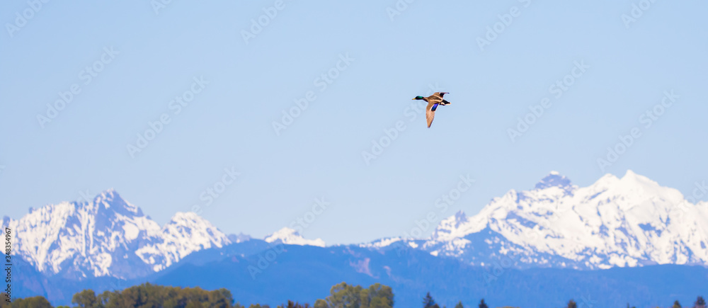 Mllard Drake Flies Over Marshland with Cascade Mountain Backdrop