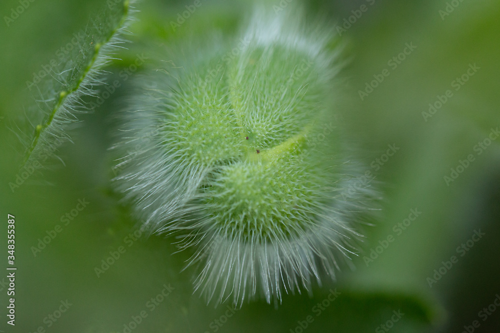 Macro photo of an Oriental Poppy Macro photo of an Oriental Poppy