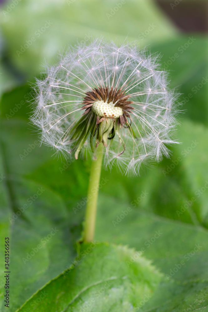 Detail of the Dandelion in Nature Detail of the Dandelion in Nature