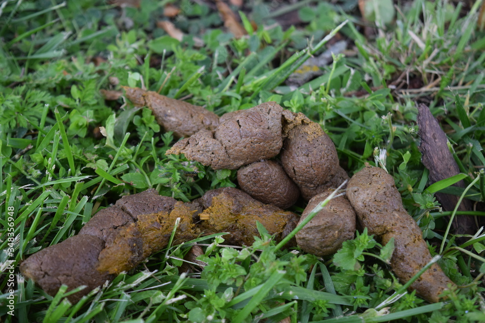 Animal Poop Images Browse 49 Stock Photos Vectors And Video Adobe Stock
