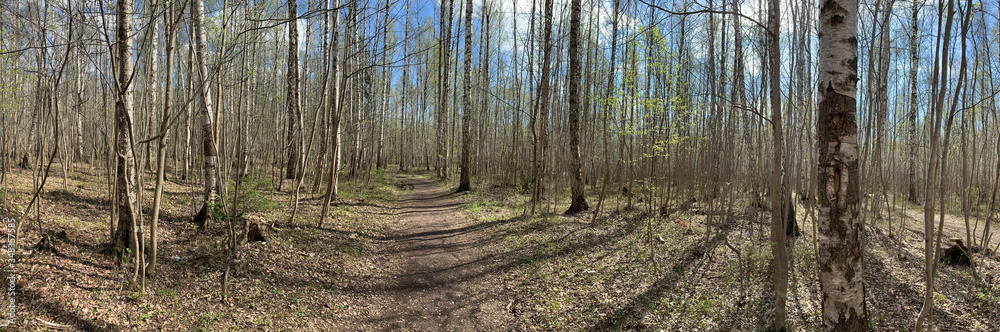 Panorama of first days of spring in a forest, long shadows, blue sky, Buds of trees, Trunks of birches, sunny day, path in the woods