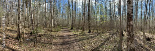 Panorama of first days of spring in a forest, long shadows, blue sky, Buds of trees, Trunks of birches, sunny day, path in the woods