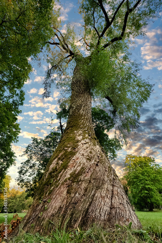 View of large tree and branches from below on sunset in a park. Big trunk from low angle. Blue sky with sunset clouds. photo