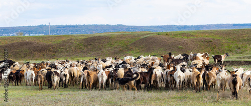 A herd of goats and sheep. Animals graze in the meadow. Pastures of Europe.